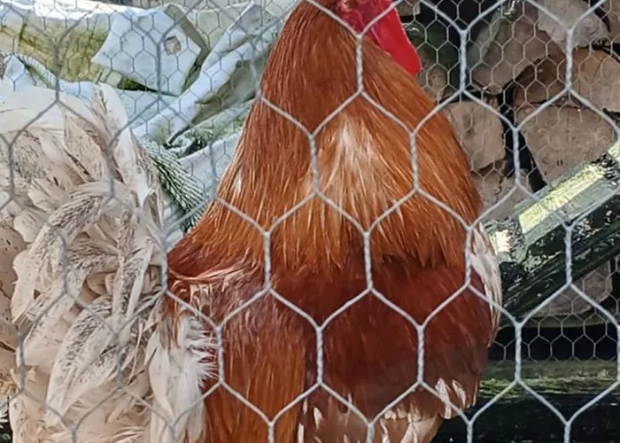 Feriehus La Chambree Leschelle